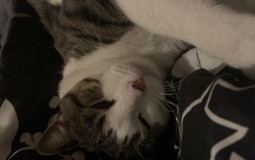 PoM Tier List >:> (but it's missing most of them)